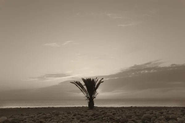 Palme am Strand bei Sonnenuntergang. La Palma. Spanien — Stockfoto
