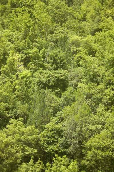 Grön skog i backen. Inga föroreningar — Stockfoto