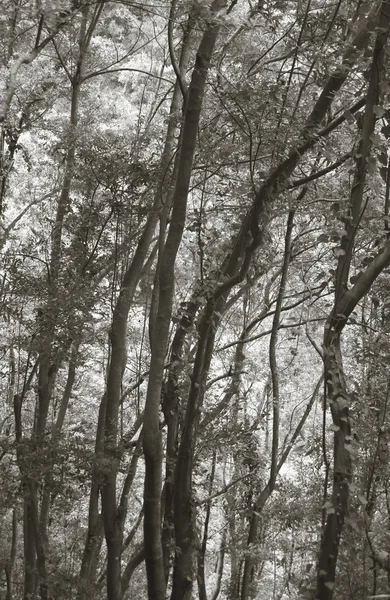 Skogen i sepiaton. La Palma. Spanien — Stockfoto