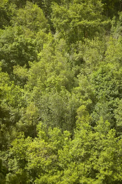 Green forest in the hill. No pollution