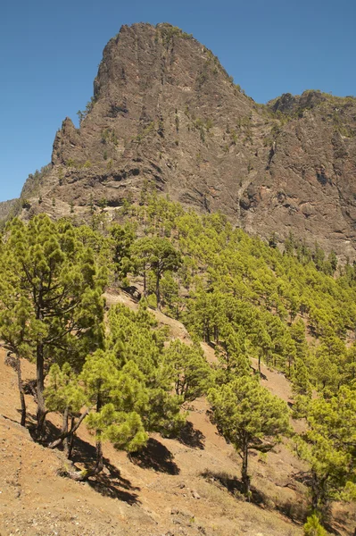 Furuskog og fjell. La Palma. Spania – stockfoto