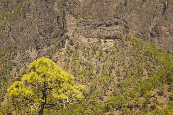 Çam ağacı ve dağ. La Palma. İspanya — Stok fotoğraf