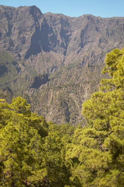 Forêt de pins et montagne. La Palma. Espagne — Photo
