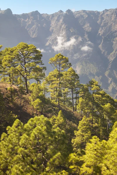 Pinjeskog och berg. La Palma. Spanien — Stockfoto