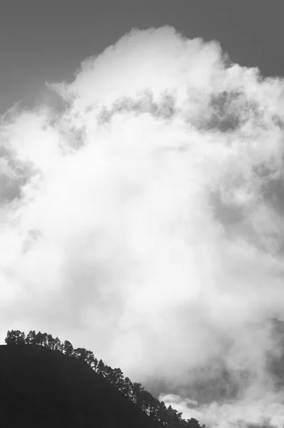 Borovice a mraky. La Palma. Španělsko — Stock fotografie
