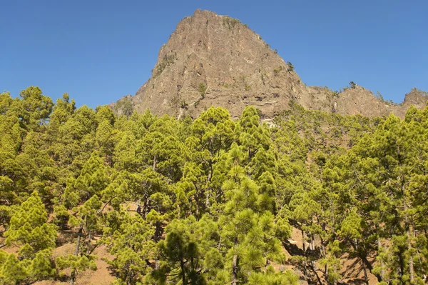 Çam ağacı orman ve dağ. La Palma. İspanya — Stok fotoğraf