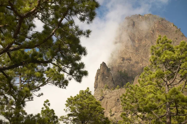 Çam ağacı orman ve dağ. La Palma. İspanya — Stok fotoğraf