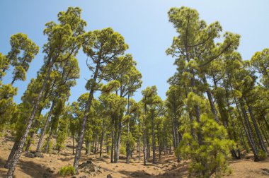 Pine tree forest in La Palma. Canary Islands. Spain clipart