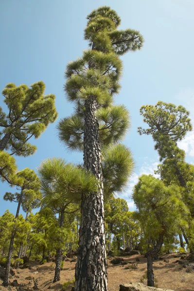 Bosque de pinos en La Palma. Islas Canarias. España — Foto de Stock