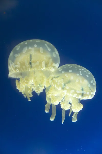 Medusas en el acuario. Formato vertical —  Fotos de Stock