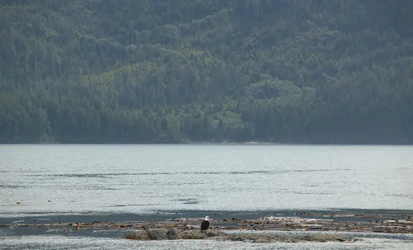 Paysage avec aigle chauve. Vancouver. Canada — Photo