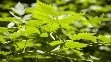 Yeşil yaprakları ayrıntılı olarak orman