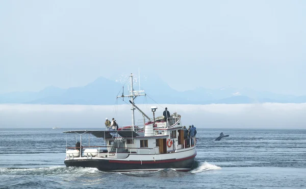 Кит наблюдает за лодкой в Ванкувере. Британская Колумбия. Канада — стоковое фото