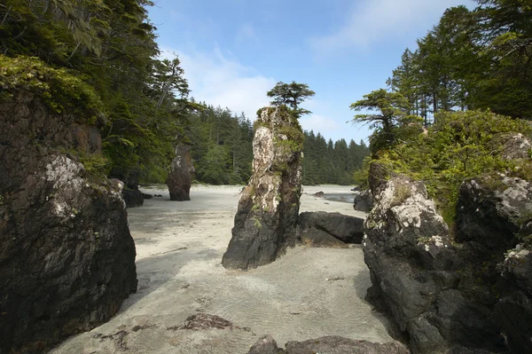 Paysage dans le parc Cape Scott. Vancouver. Canada — Photo