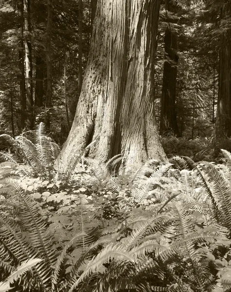 Baumstamm im Wald. Vancouver. Kanada — Stockfoto