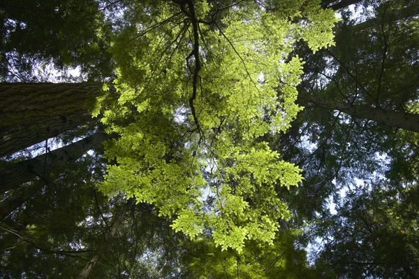 Hojas verdes detalle en el bosque. Vancouver. Canadá —  Fotos de Stock