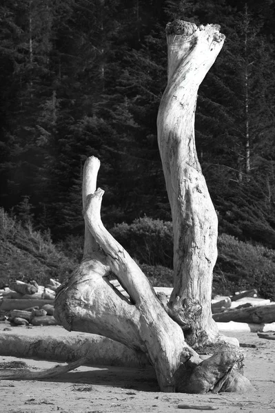 Baumstamm am Strand des Pazifik-Nationalparks — Stockfoto