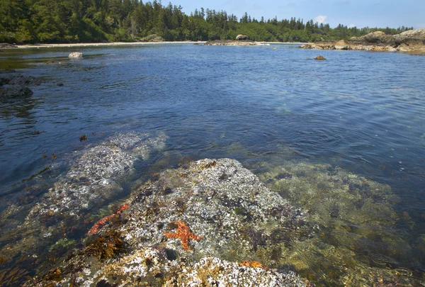 Landschap met starfish in Cape Scott Park. Vancouver. Canada — Stockfoto