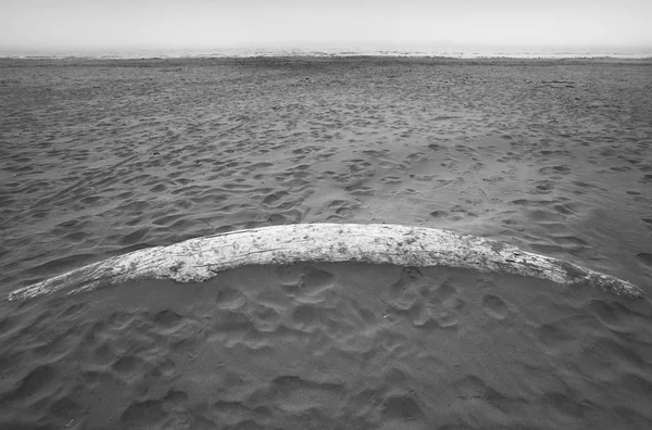 Strand am Pazifischen Rand des Nationalparks. Vancouver. Kanada — Stockfoto