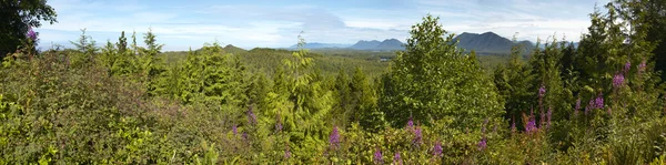 Kanadensiska skogen panoramautsikt. Vancouver. British Columbia — Stockfoto