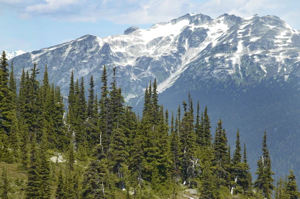 Whistler landscape with forest and mountains. British Columbia.