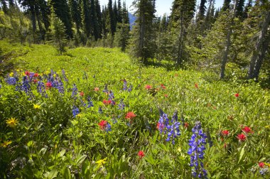 Orman Bristish Columbia ile manzara. Mount Revelstoke. CA