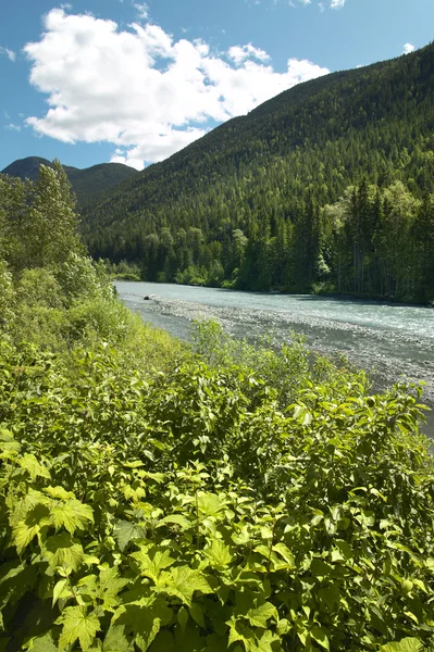 河和不列颠哥伦比亚省森林景观。加拿大 — 图库照片