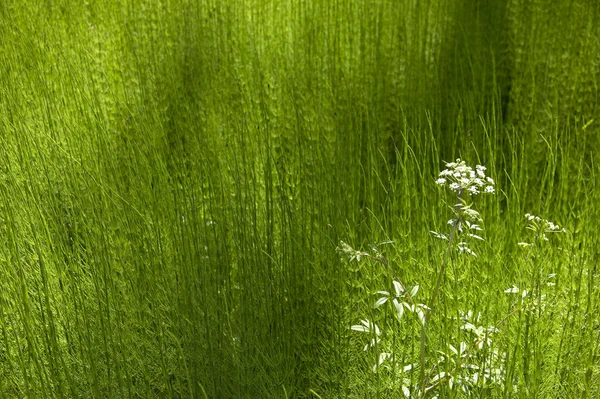 Green vegetation and white flower. British Columbia. Canada — Stock Photo, Image