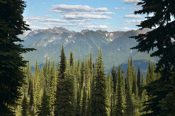 Landskap med skog i British Columbia. Mount Revelstoke. Kan — Stockfoto