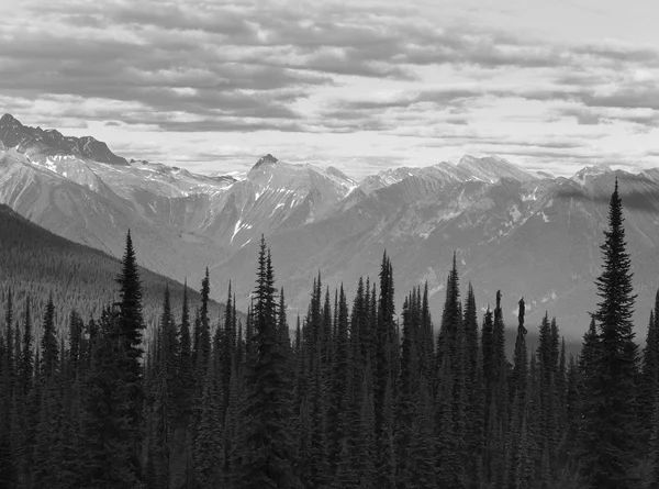 Landskap med skog i British Columbia. Mount Revelstoke. Kan — Stockfoto