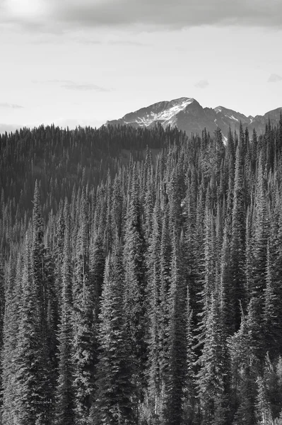 Landskap med skog i British Columbia. Mount Revelstoke. Kan — Stockfoto