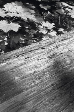 Orman bitki örtüsü ile British Columbia bagajda. Kanada