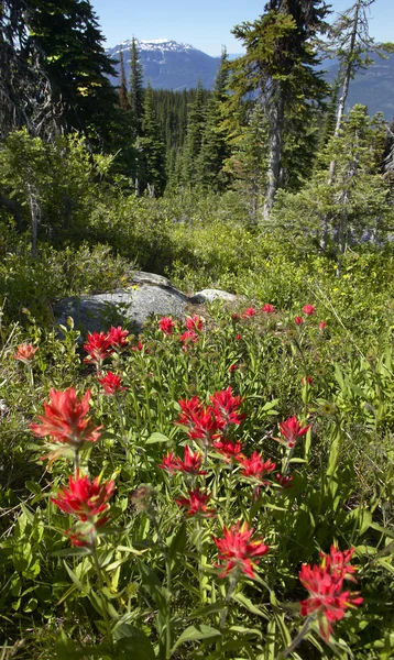 英国哥伦比亚的 Sringtime 花。雷弗尔斯托克山。加拿大 — 图库照片