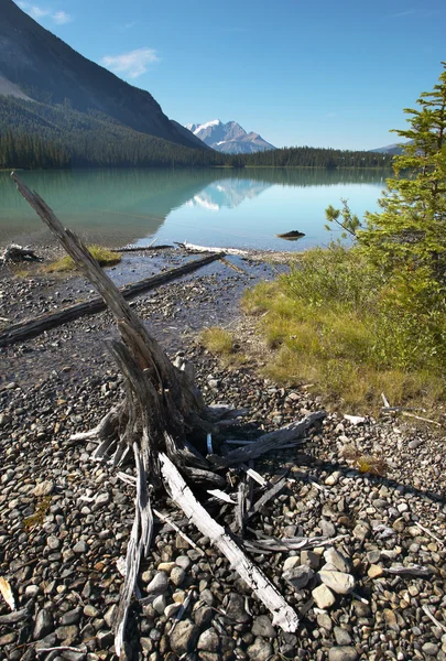 Emerald lake landskap med döda stammen. British Columbia. Kanada — Stockfoto