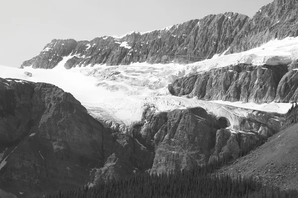 在冰原百汇的鸦爪冰河。艾伯塔省。加拿大 — 图库照片