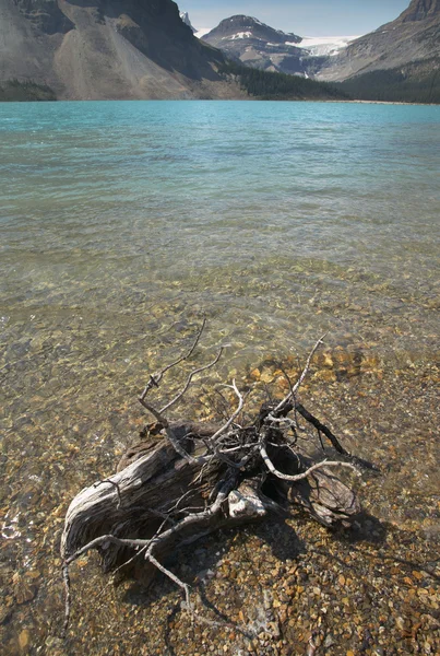 Paisagem canadense com lago Bow e tronco morto. Alberta — Fotografia de Stock