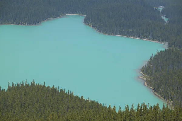 Paysage du lac Peyto avec forêt. La promenade des Glaciers. Canada — Photo