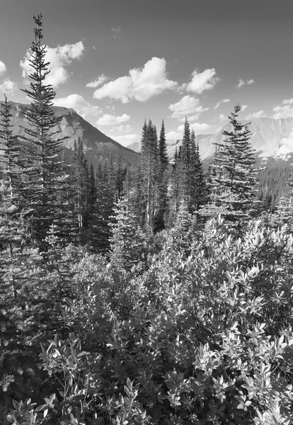 Canadian landscape with forest. Icefields parkway. Alberta. Cana — Stock Photo, Image