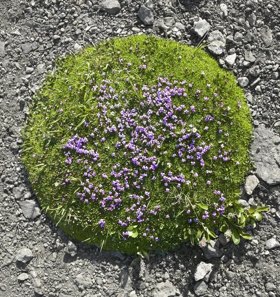 Un pedazo de naturaleza en las rocas. Alberta. Canadá —  Fotos de Stock