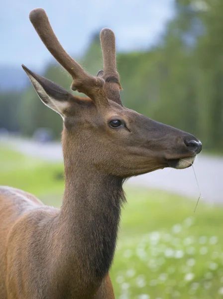 Red deer head with green background. Jasper. Canada — Stock Photo, Image