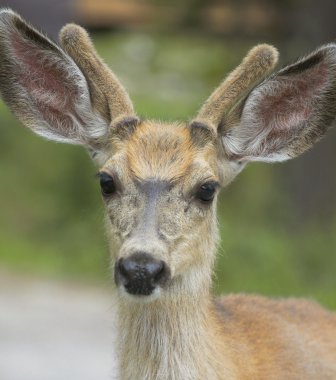 Yeşil arka plana sahip kırmızı Geyik kafası. Jasper. Kanada