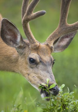 Yeşil arka plana sahip kırmızı Geyik kafası. Jasper. Kanada