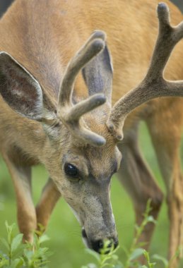 Yeşil arka plana sahip kırmızı Geyik kafası. Jasper. Kanada