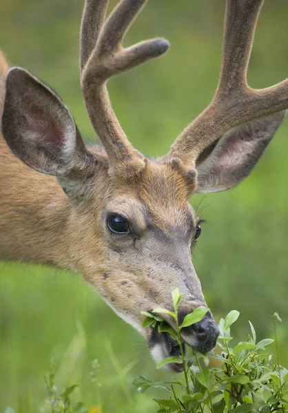 Red deer head with green background. Jasper. Canada — Stock Photo, Image