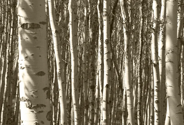 Forest detail in Jasper. Alberta. Canada — Stockfoto