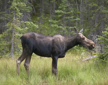 Genç geyik ormana. Alberta. Kanada