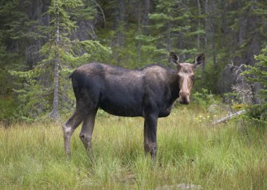 Genç geyik ormana. Alberta. Kanada