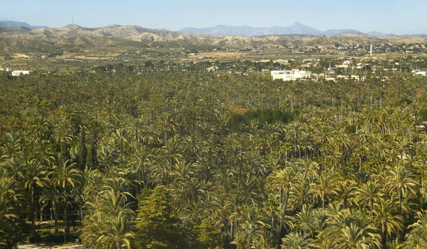 Palmetrær i Elche. Alicante. Spania – stockfoto