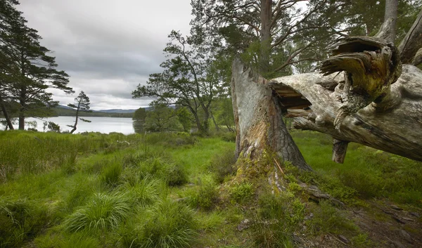 Paisaje escocés con lago y tronco roto —  Fotos de Stock