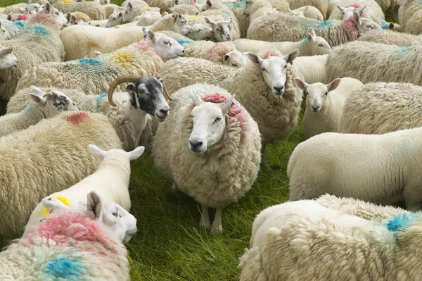 Schottische Schafe, farbig markiert. skye isle. Schottland. uk — Stockfoto